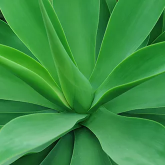 Organic Blue Agave Nectar